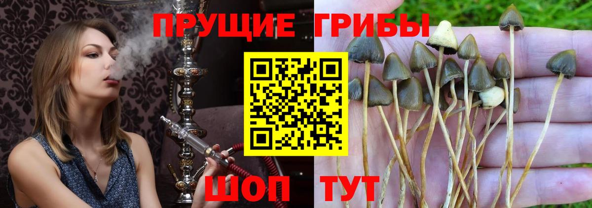 Галлюциногенные грибы MAGIC MUSHROOMS  Вход с VPN  Благодарный  Галлюциногенные грибы Psilocybe 